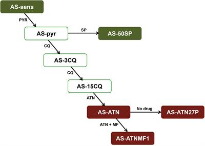 Whole genome sequencing identifies novel mutations in malaria parasites resistant to artesunate (ATN) and to ATN + mefloquine combination